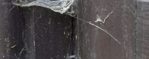 Edderkoppebekæmpelse